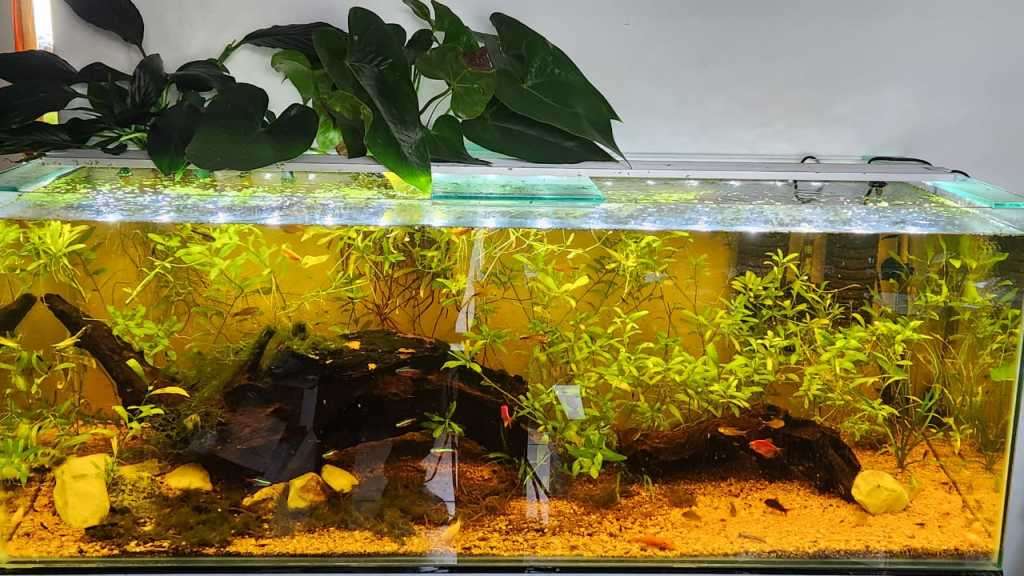 Get 3 fully stocked aquariums for only R6000! The fish alone are worth that price.