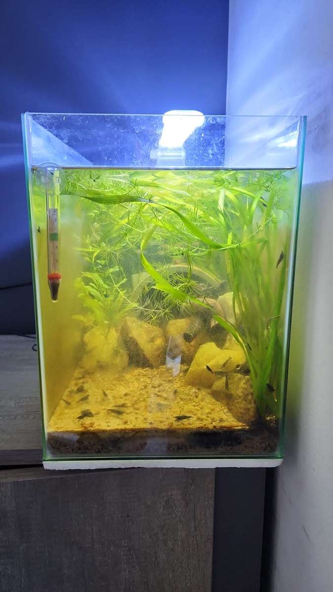 Get 3 fully stocked aquariums for only R6000! The fish alone are worth that price.