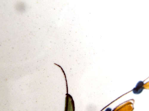 A pair of French provincial faience Botanical plates. 19thCentury. Ref. P/98A+98B