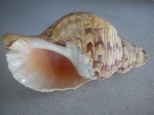 Conch Sea Shell