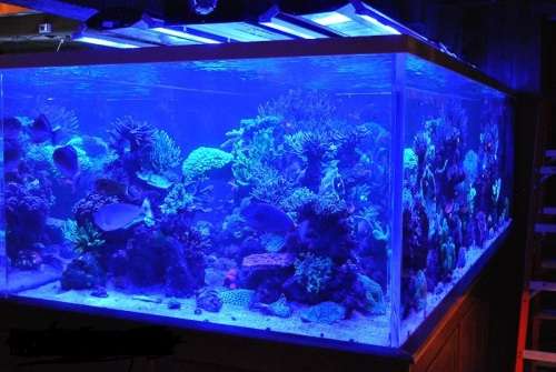 LED Strip Lights: 5 Metres 12Volts Waterproof in BLUE Colour. Collections are allowed.