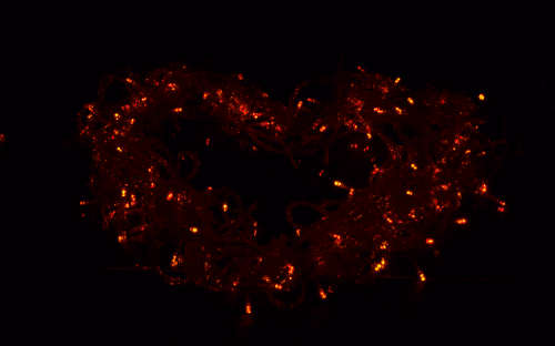 LED Decorative Fairy String Lights Waterproof 220V AC in RGB. Collections are allowed.