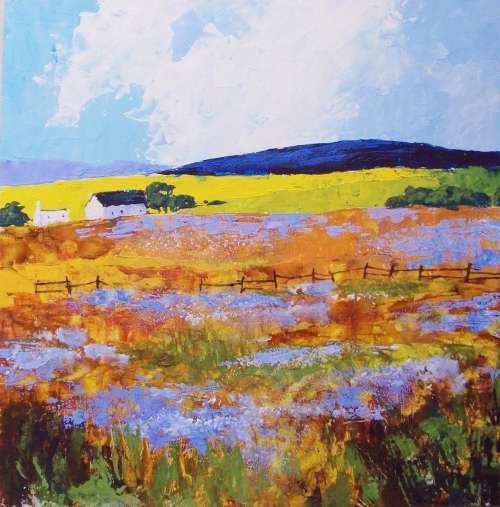 namaqualand flower explosion