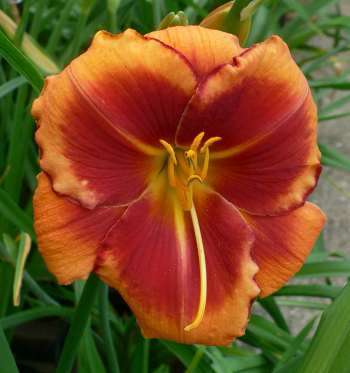 Daylily, RED EYE SHOCKER