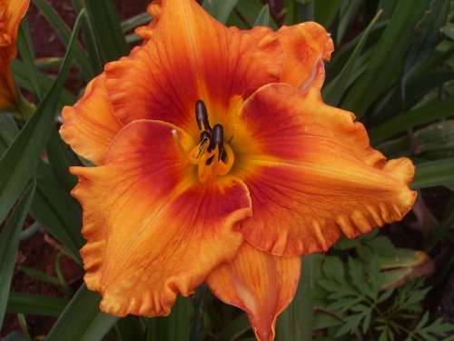 Daylily, TROPICAL HEATWAVE
