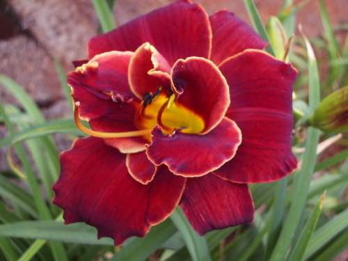 Daylily, DOUBLE RED ROYAL