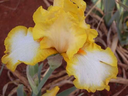 IRIS, Joyce Terry