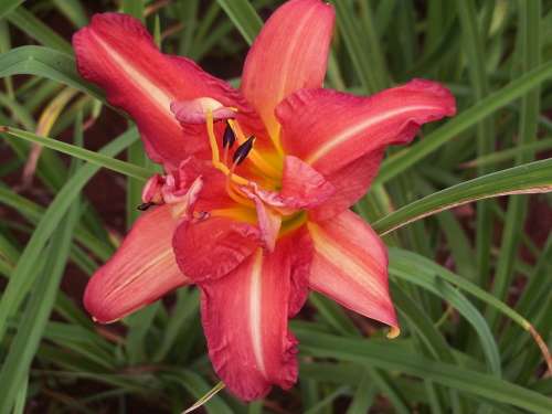 DAYLILY, Hilarity