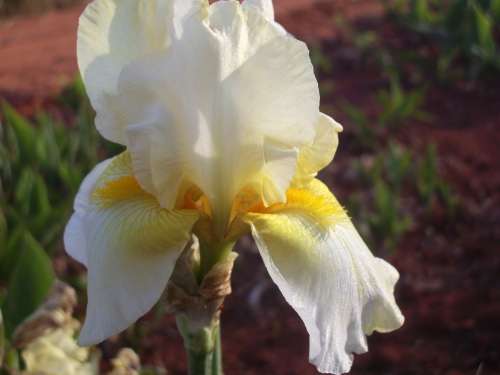 IRIS, Melting Moment