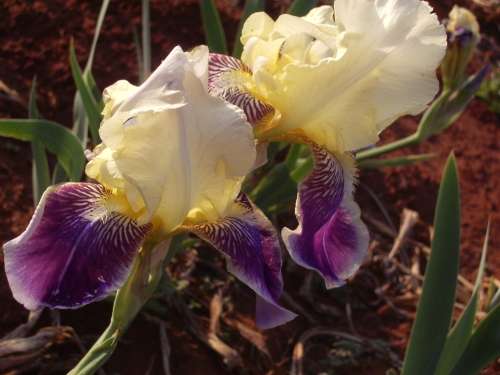 IRIS, Rafy