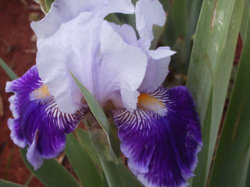 IRIS, Night Magic