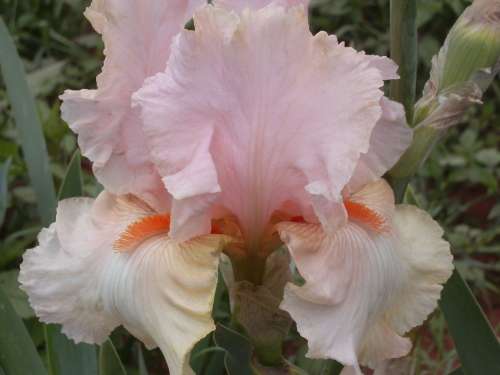 IRIS, aka Imbali Pink