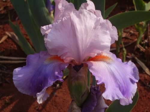 IRIS, Celebration Song