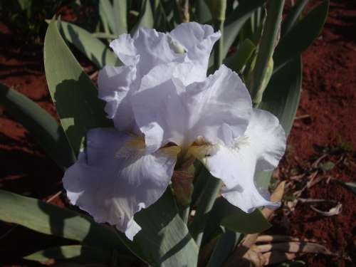 IRIS, Hazy View