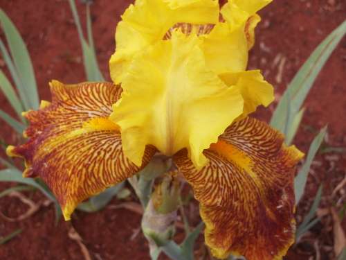 IRIS, Kruger Rand