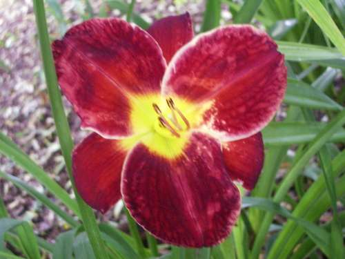 DAYLILY, Gato