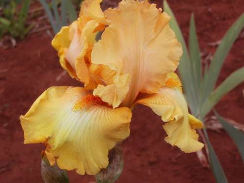 IRIS, Mandolin