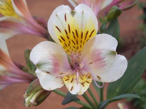 INCA LILY, Cream Butterfly