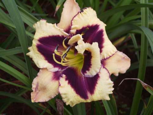 DAYLILY, Eye of Excellence