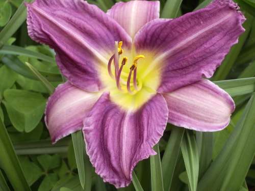 DAYLILY, Prairie Blue Eyes