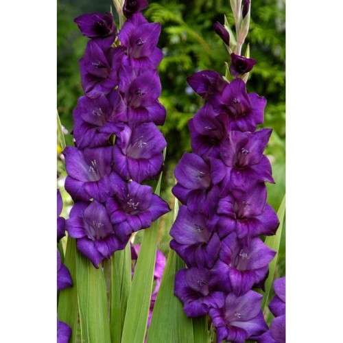 GLADIOLUS, Purple Blue (corms)