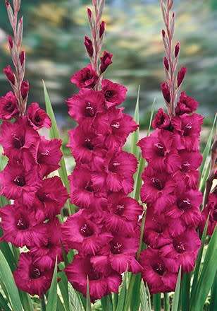 GLADIOLUS, Plum Tart (corms)