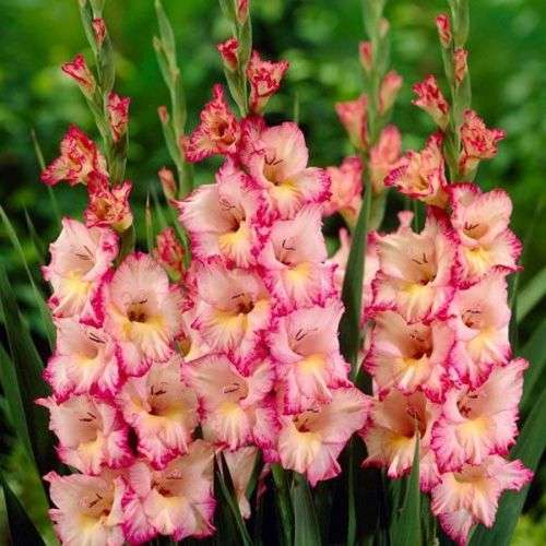GLADIOLUS, Dolce Vita (corms)