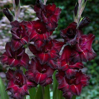 GLADIOLUS, Black Star (corms)