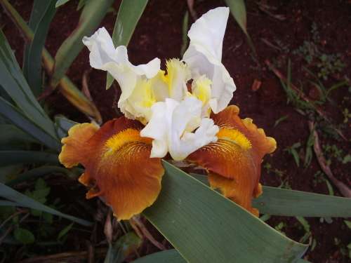 IRIS, Fall Fiesta