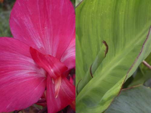 CANNA, Tropical Rose