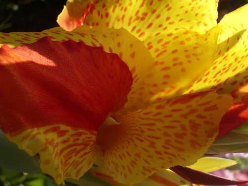 CANNA, Cleopatra