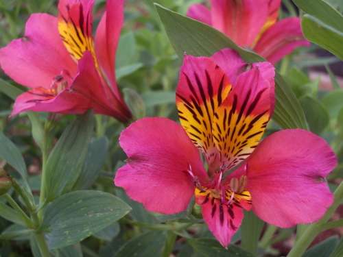 INCA LILY, Scarlet Butterfly