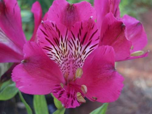 INCA LILY, Bright Pink