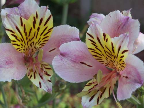 INCA LILY, Country Princess