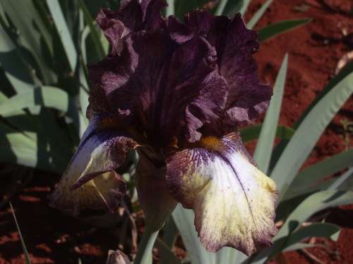 IRIS, Burgundy Brown