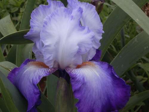 IRIS, Velvet Morning