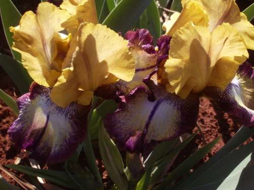 IRIS, Carnival Magic