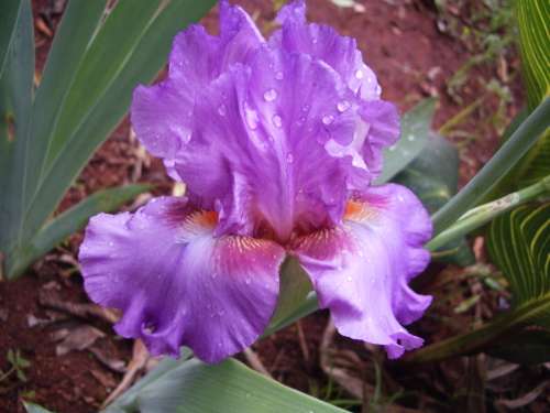 IRIS, Persian Berry