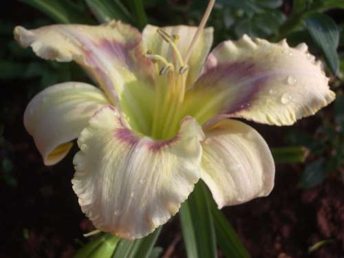 SEED, DAYLILY (x25)