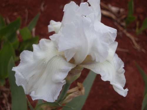 IRIS, Patricia Craig