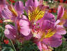 Inca Lily, PINK STUFF (Tall)