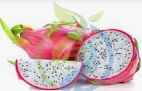 Sweet Cloud Dragon fruit rooted cuttings