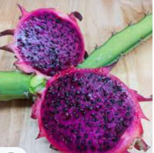 Red Jiana Dragon fruit Cuttings