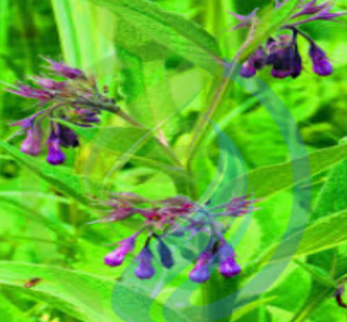 Comfrey Plants