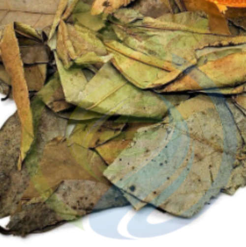 Soursop Leaves Dried
