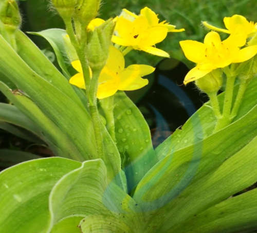 African Potato Plant