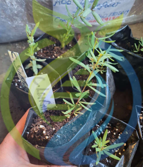 Honeybush Tea Plants