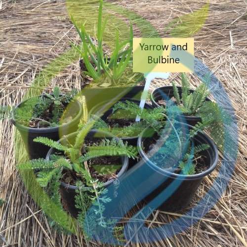 Yarrow Plant Special
