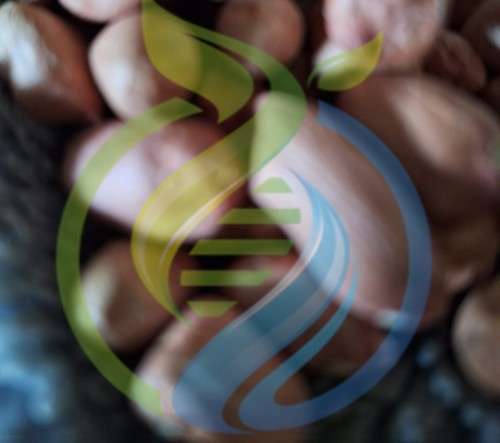 Mulanje Peanut Seeds