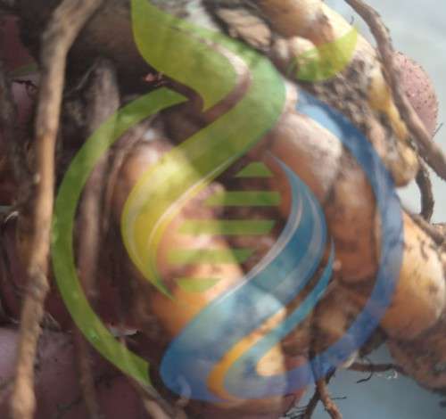 Turmeric Rhizomes